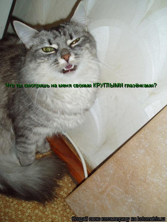 Что ты смотришь на меня своими КРУГЛЫМИ глазёнками?... Котоматрица: Что ты смотришь на меня своими КРУГЛЫМИ глазёнками?