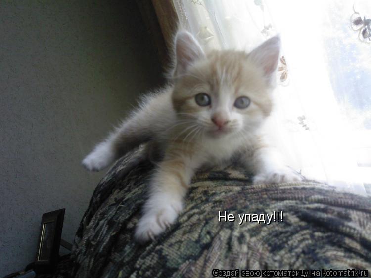 Не упаду!!!... Котоматрица: Не упаду!!!