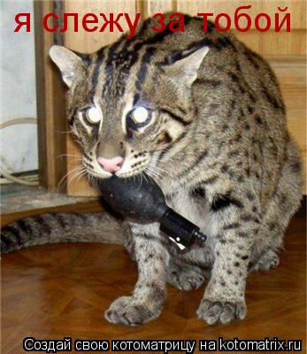я слежу за тобой... Котоматрица: я слежу за тобой