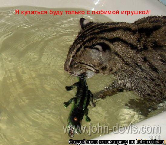 Я купаться буду только с любимой игрушкой!... Котоматрица: Я купаться буду только с любимой игрушкой!