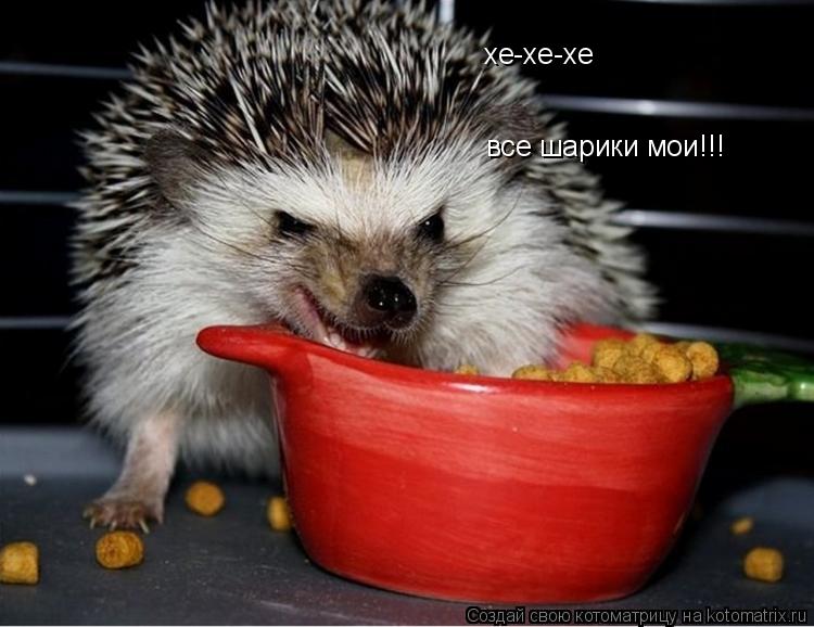 хе-хе-хе все шарики мои!!!... Котоматрица: хе-хе-хе все шарики мои!!!