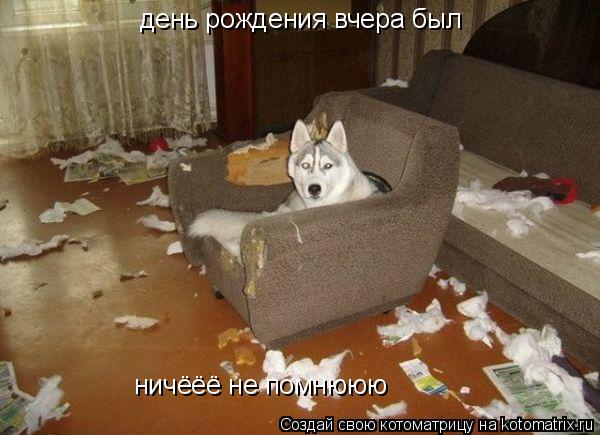 день рождения вчера был ничёёё не помнююю... Котоматрица: день рождения вчера был ничёёё не помнююю