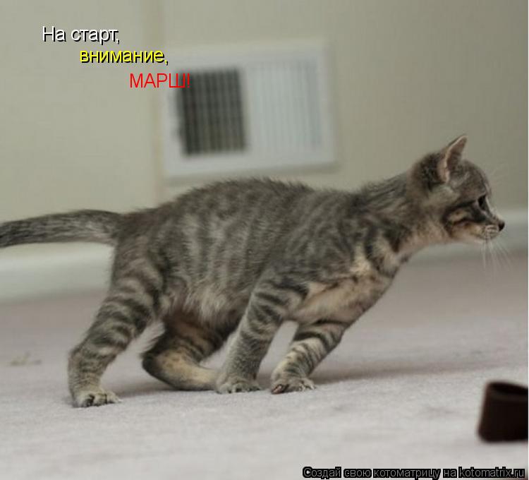 На старт, внимание, МАРШ!... Котоматрица: На старт, внимание, МАРШ!