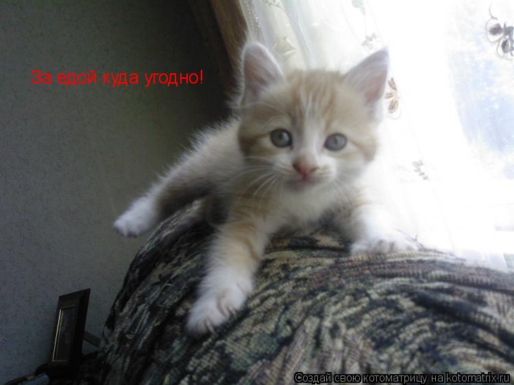 За едой куда угодно!... Котоматрица: За едой куда угодно!