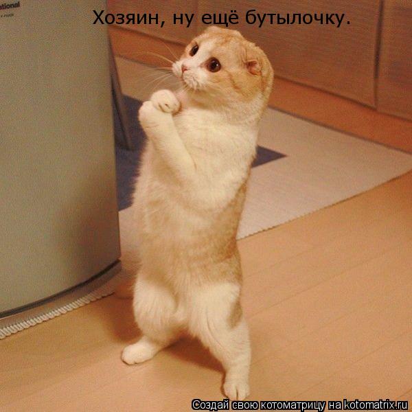 Хозяин, ну ещё бутылочку.... Котоматрица: Хозяин, ну ещё бутылочку.