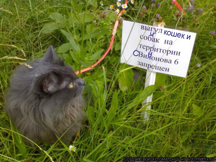 кошек и ч С - н... Котоматрица: кошек и ч С - н