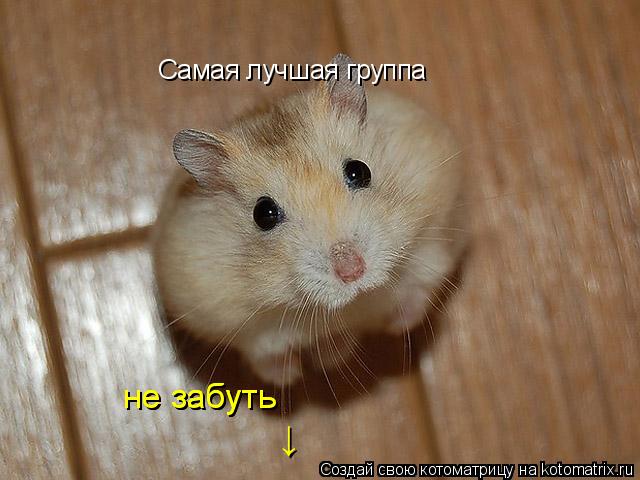 Самая лучшая группа не забуть не забуть ↓... Котоматрица: Самая лучшая группа не забуть не забуть ↓
