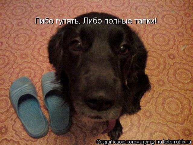 Либо гулять. Либо полные тапки!... Котоматрица: Либо гулять. Либо полные тапки!