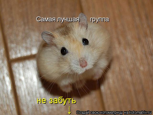 Самая лучшая группа не забуть не забуть ↓... Котоматрица: Самая лучшая группа не забуть не забуть ↓