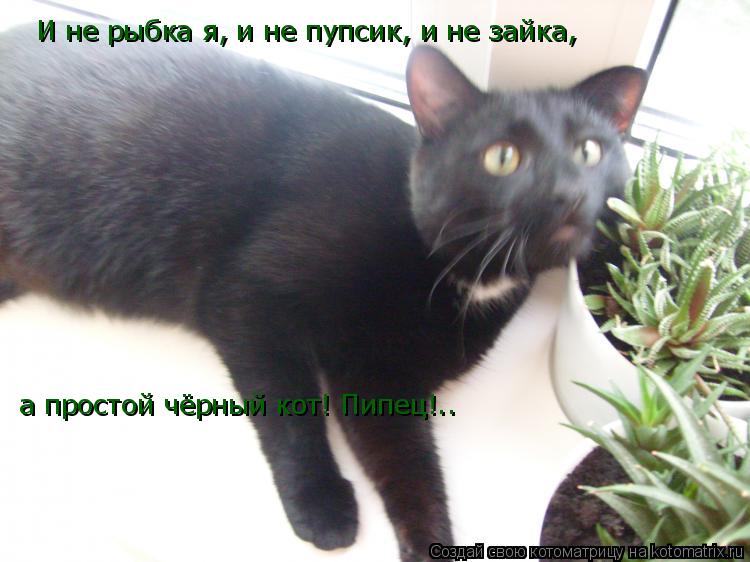 И не рыбка я, и не пупсик, и не зайка, а простой чёрный кот! Пипец!..... Котоматрица: И не рыбка я, и не пупсик, и не зайка, а простой чёрный кот! Пипец!..