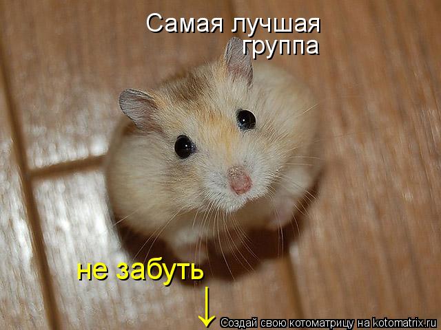 Самая лучшая группа не забуть ↓... Котоматрица: Самая лучшая группа не забуть ↓