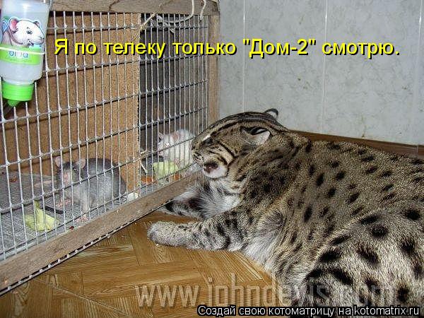 Я по телеку только "Дом-2" смотрю.... Котоматрица: Я по телеку только "Дом-2" смотрю.