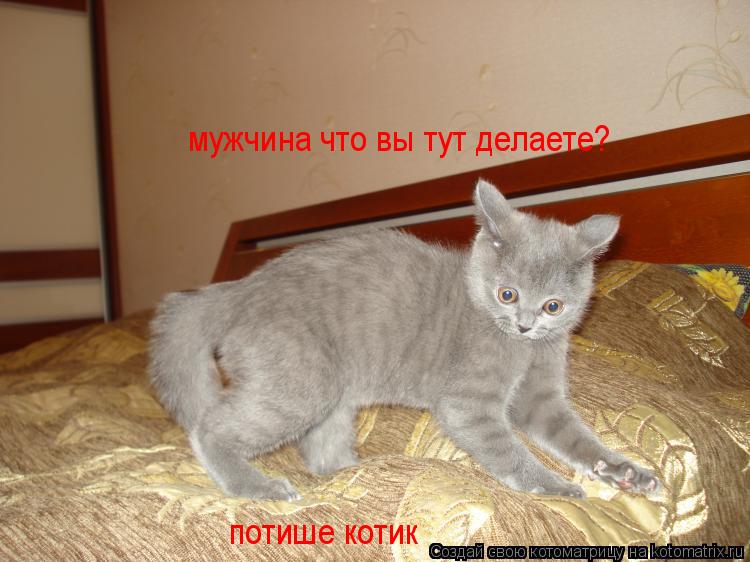 мужчина что вы тут делаете? потише котик... Котоматрица: мужчина что вы тут делаете? потише котик