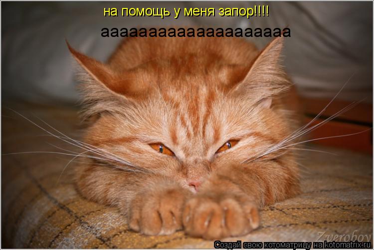 на помощь у меня запор!!!! аааааааааааааааааааа... Котоматрица: на помощь у меня запор!!!! аааааааааааааааааааа