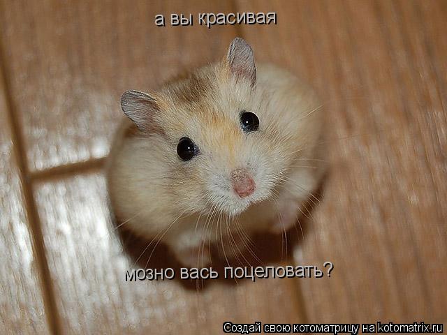 мозно вась поцеловать? а вы красивая... Котоматрица: мозно вась поцеловать? а вы красивая