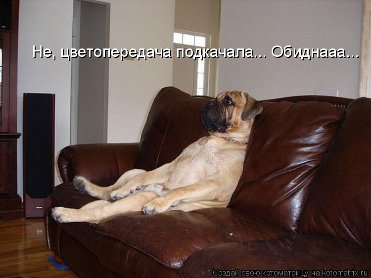 Не, цветопередача подкачала... Обиднааа...... Котоматрица: Не, цветопередача подкачала... Обиднааа...
