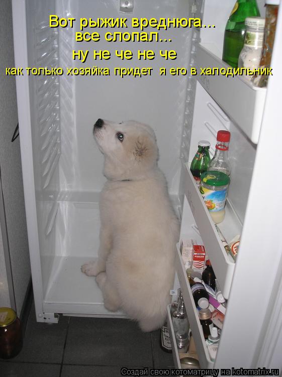 Вот рыжик вреднюга... все слопал... ну не че не че как только хозяйка придет я его в халодильник... Котоматрица: Вот рыжик вреднюга... все слопал... ну не че не че как только хозяйка придет я его в халодильник