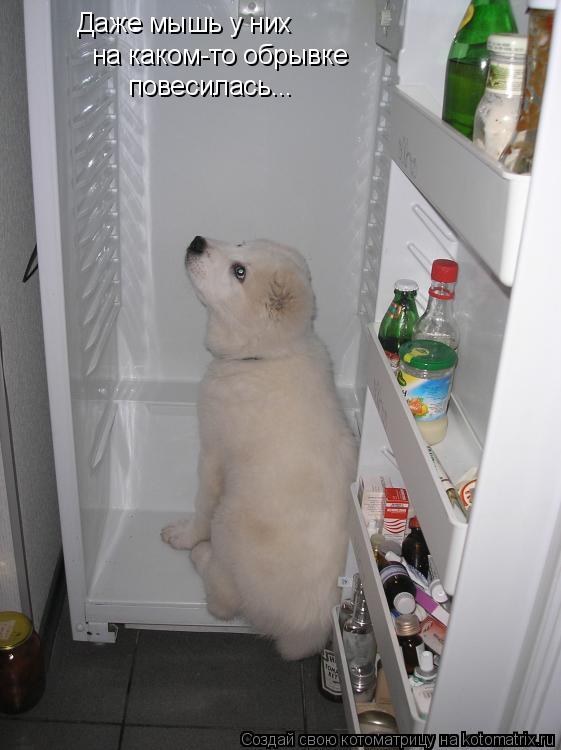 Даже мышь у них на каком-то обрывке повесилась...... Котоматрица: Даже мышь у них на каком-то обрывке повесилась...