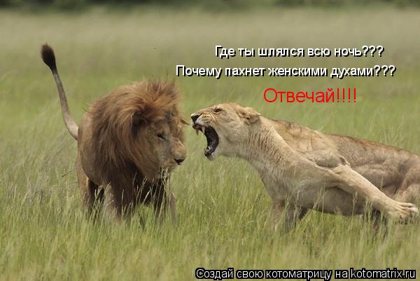 Где ты шлялся всю ночь??? Почему пахнет женскими духами??? Отвечай!!!!... Котоматрица: Где ты шлялся всю ночь??? Почему пахнет женскими духами??? Отвечай!!!!