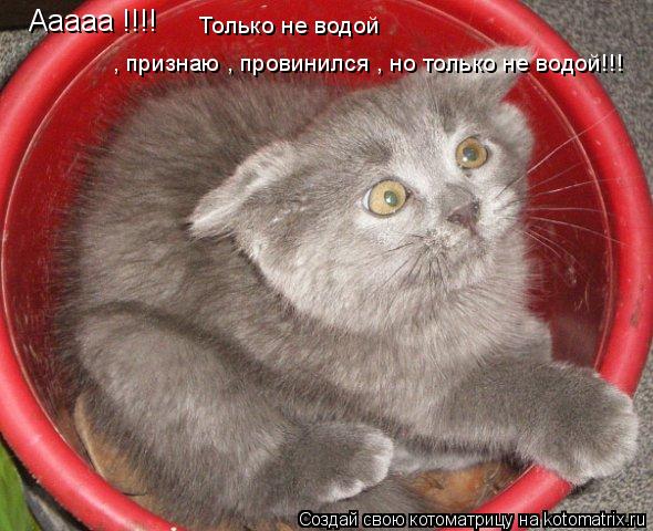 Ааааа !!!! Только не водой , признаю , провинился , но только не водой!!!... Котоматрица: Ааааа !!!! Только не водой , признаю , провинился , но только не водой!!!