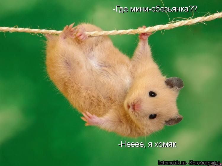 -Где мини-обезьянка?? -Нееее, я хомяк... Котоматрица: -Где мини-обезьянка?? -Нееее, я хомяк