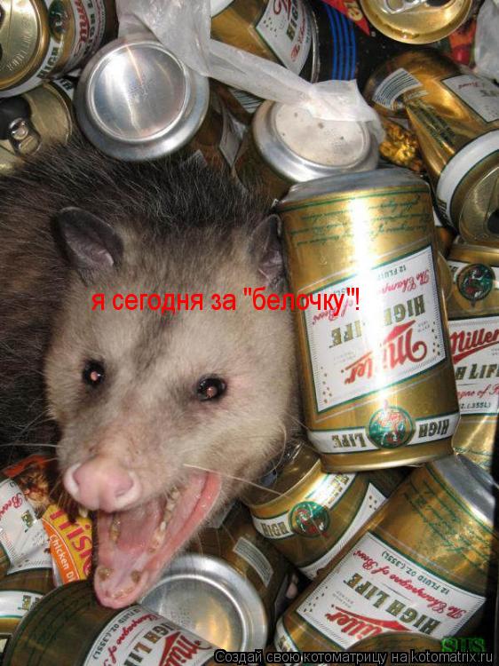 я сегодня за "белочку"!... Котоматрица: я сегодня за "белочку"!