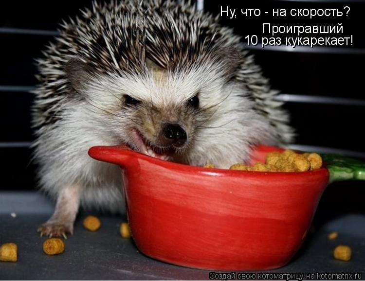 Ну, что - на скорость? Проигравший 10 раз кукарекает!... Котоматрица: Ну, что - на скорость? Проигравший 10 раз кукарекает!