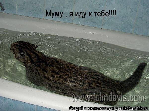 Муму , я иду к тебе!!!!... Котоматрица: Муму , я иду к тебе!!!!