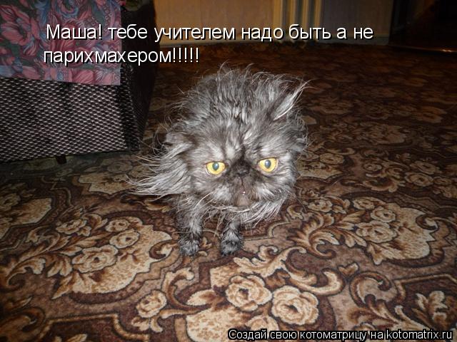 Маша! тебе учителем надо быть а не парихмахером!!!!!... Котоматрица: Маша! тебе учителем надо быть а не парихмахером!!!!!