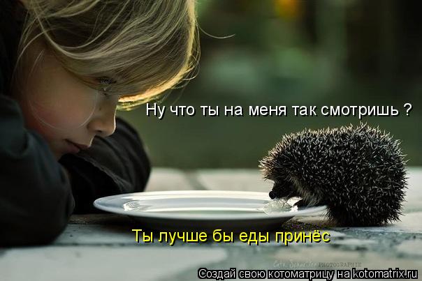 Ну что ты на меня так смотришь ? Ты лучше бы еды принёс... Котоматрица: Ну что ты на меня так смотришь ? Ты лучше бы еды принёс