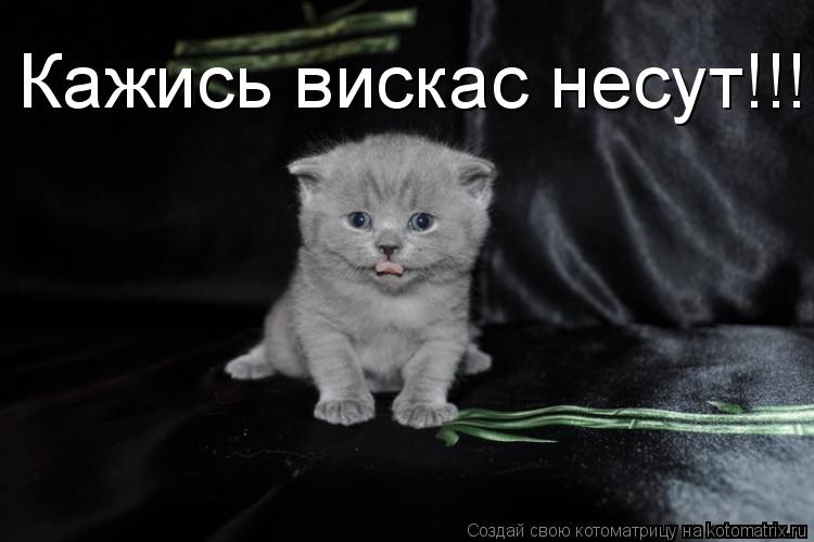 Кажись вискас несут!!!... Котоматрица: Кажись вискас несут!!!