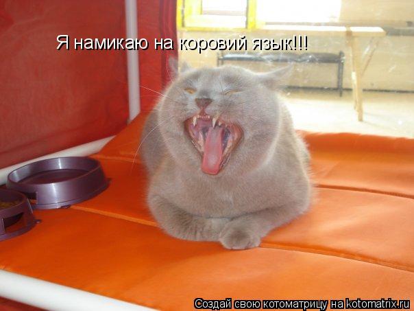 Я намикаю на коровий язык!!!... Котоматрица: Я намикаю на коровий язык!!!