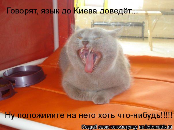 Говорят, язык до Киева доведёт... Ну положииите на него хоть что-нибудь!!!!!... Котоматрица: Говорят, язык до Киева доведёт... Ну положииите на него хоть что-нибудь!!!!!