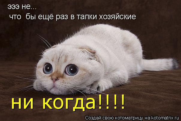 эээ не... что бы ещё раз в тапки хозяйские ни когда!!!!... Котоматрица: эээ не... что бы ещё раз в тапки хозяйские ни когда!!!!