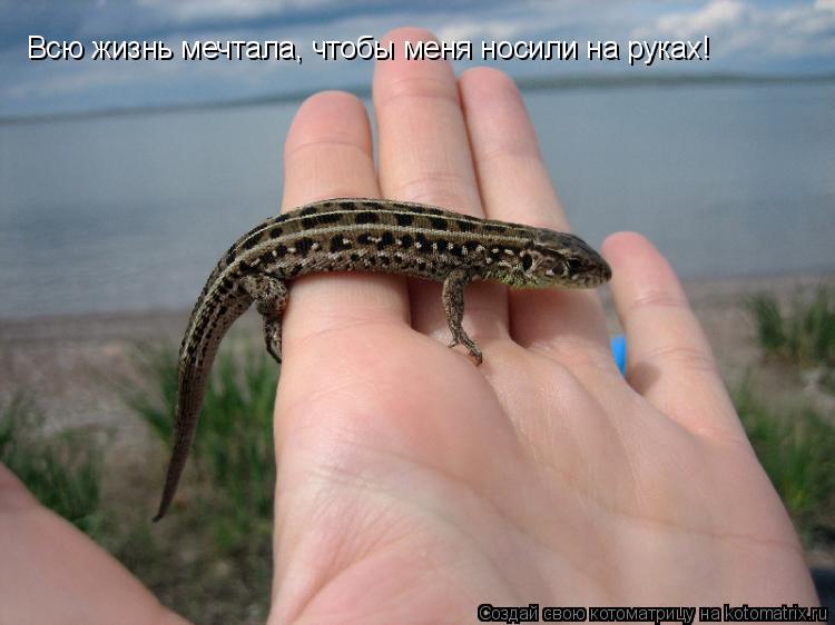 Всю жизнь мечтала, чтобы меня носили на руках!... Котоматрица: Всю жизнь мечтала, чтобы меня носили на руках!
