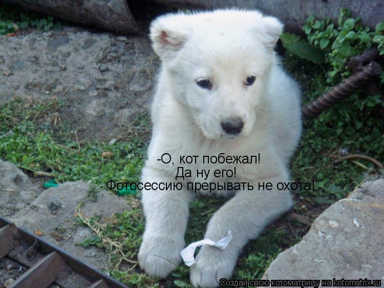 -О, кот побежал! Да ну его! Фотосессию прерывать не охота!... Котоматрица: -О, кот побежал! Да ну его! Фотосессию прерывать не охота!