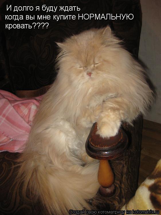 И долго я буду ждать когда вы мне купите НОРМАЛЬНУЮ кровать????... Котоматрица: И долго я буду ждать когда вы мне купите НОРМАЛЬНУЮ кровать????
