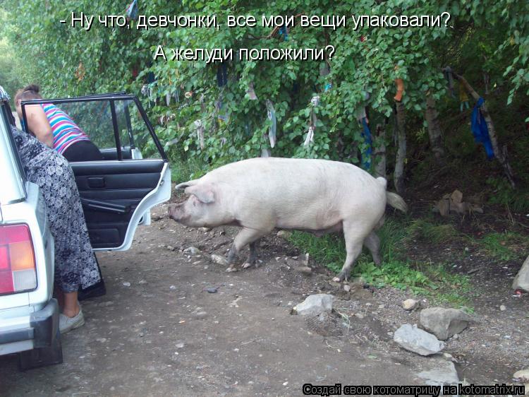 Котоматрица: - Ну что, девчонки, все мои вещи упаковали? А желуди положили?