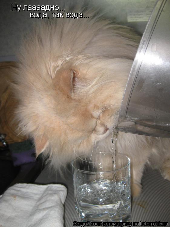 Ну лаааадно.., вода, так вода....... Котоматрица: Ну лаааадно.., вода, так вода....