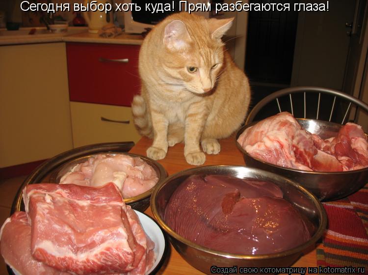 Сегодня выбор хоть куда! Прям разбегаются глаза!... Котоматрица: Сегодня выбор хоть куда! Прям разбегаются глаза!