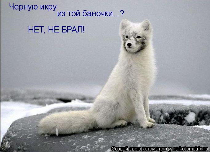 Котоматрица: Черную икру из той баночки...? НЕТ, НЕ БРАЛ!