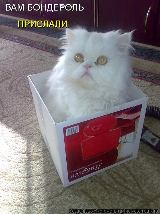 Котоматрица: ВАМ БОНДЕРОЛЬ  ПРИСЛАЛИ
