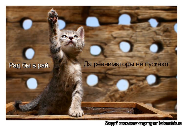 Рад бы в рай. Да реаниматоры не пускают.... Котоматрица: Рад бы в рай. Да реаниматоры не пускают.