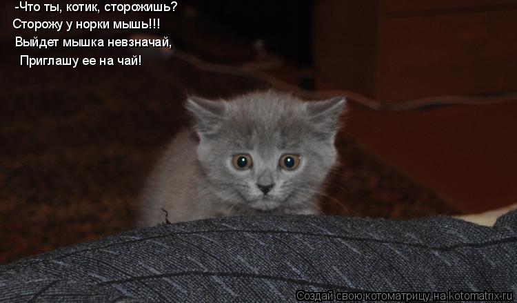 Котоматрица: -Что ты, котик, сторожишь? Сторожу у норки мышь!!! Выйдет мышка невзначай, Приглашу ее на чай!