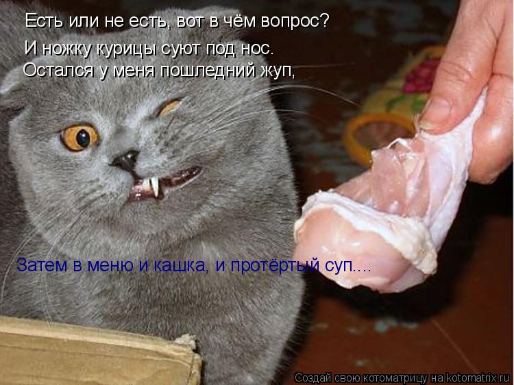 Котоматрица: Есть или не есть, вот в чём вопрос? И ножку курицы суют под нос. Остался у меня пошледний жуп, Затем в меню и кашка, и протёртый суп....