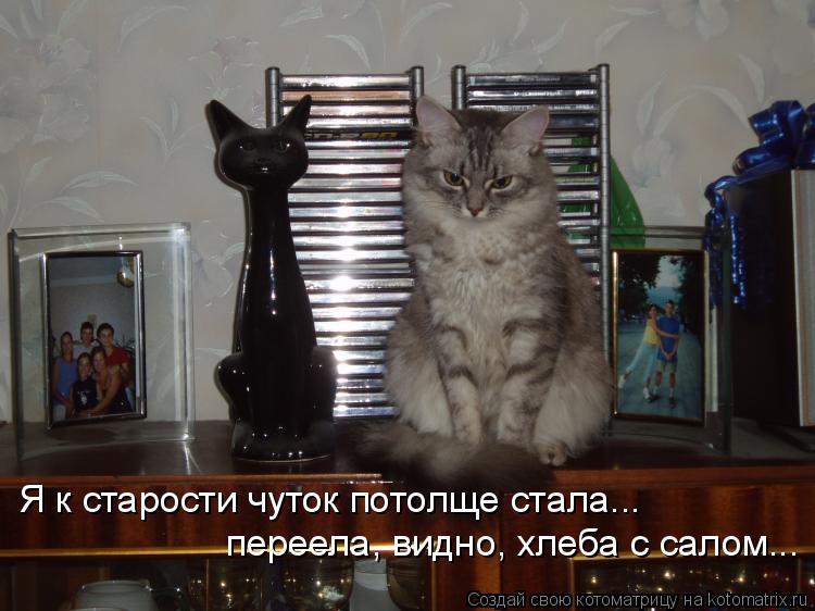 Котоматрица: Я к старости чуток потолще стала...  переела, видно, хлеба с салом...
