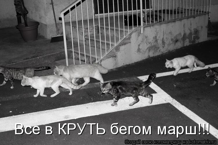 Котоматрица: Все в КРУТЬ бегом марш!!!