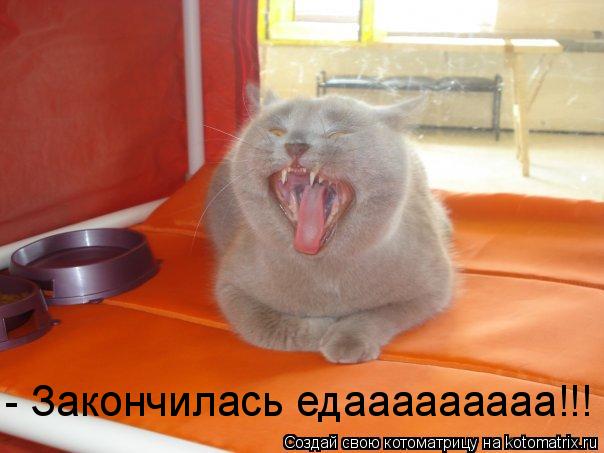 Котоматрица: - Закончилась едааааааааа!!!
