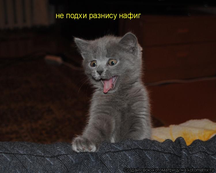 Котоматрица: не подхи разнису нафиг