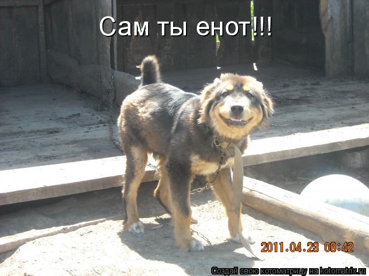 Котоматрица: Сам ты енот!!!